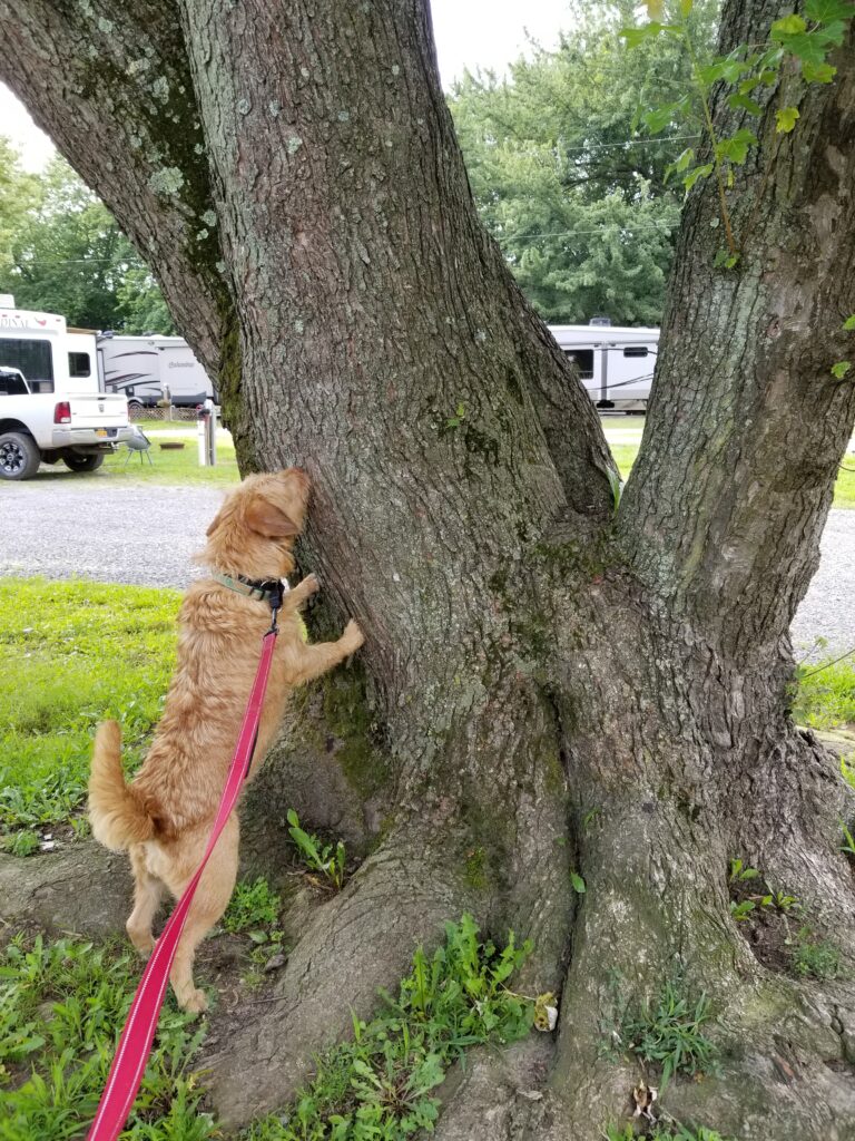 Ariel - My Own Pet | Prof. Stacy, The Money Teacher