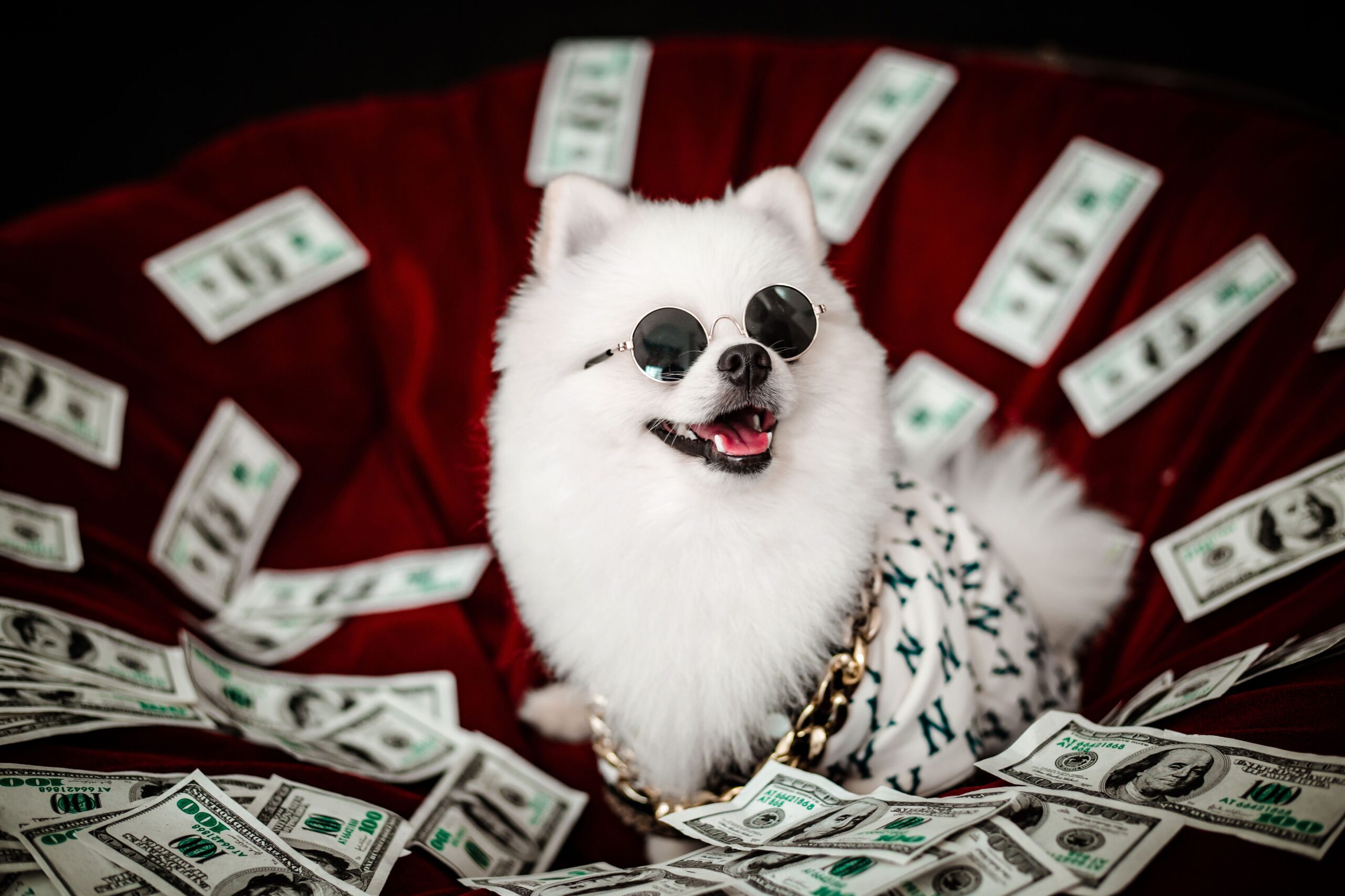 The True Cost of a Pet (From Someone Who Paid for Her Vet's Sports Car) | Prof. Stacy, The Money Teacher